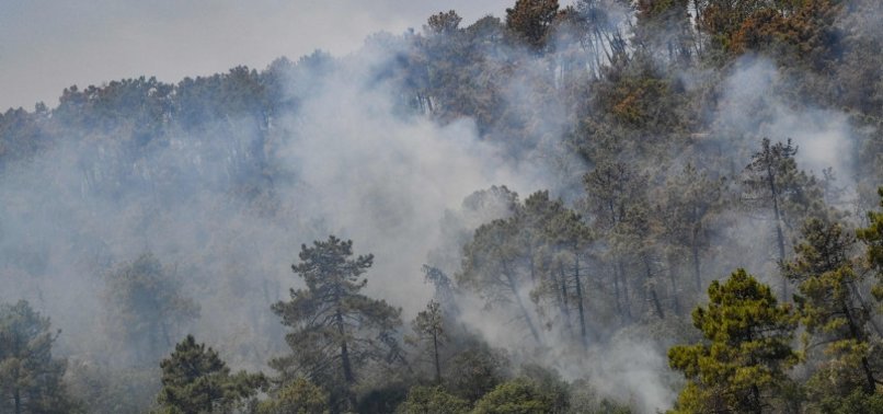 WILDFIRES KILL 15 IN ALGERIA AS HEATWAVE HITS NORTH AFRICA