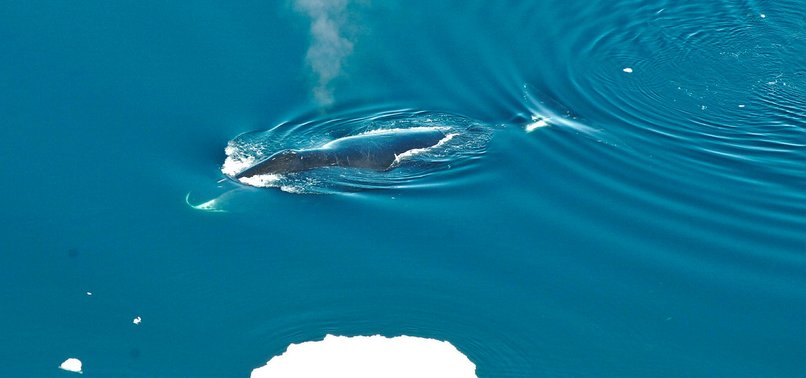 ARCTIC JAZZ: BOWHEAD WHALES HAVE AMAZINGLY DIVERSE SONGBOOK