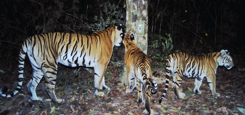 TIGER POPULATION HAS RISEN TO 355 IN NEPAL FROM ONLY 121 IN 2009