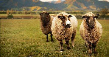 kurban vekaleti verilirken ne denir