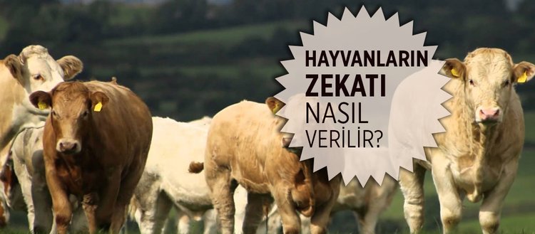 hayvanlarin zekati para olarak verilir mi hayvan zekati nasil hesaplanir fikriyat