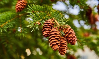 Yeni gelir kapısı: Çam kozalağı