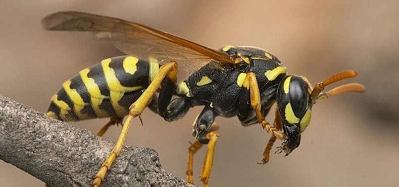 42 CHILDREN HOSPITALIZED AFTER BEING ATTACKED BY WASPS IN SRI LANKA