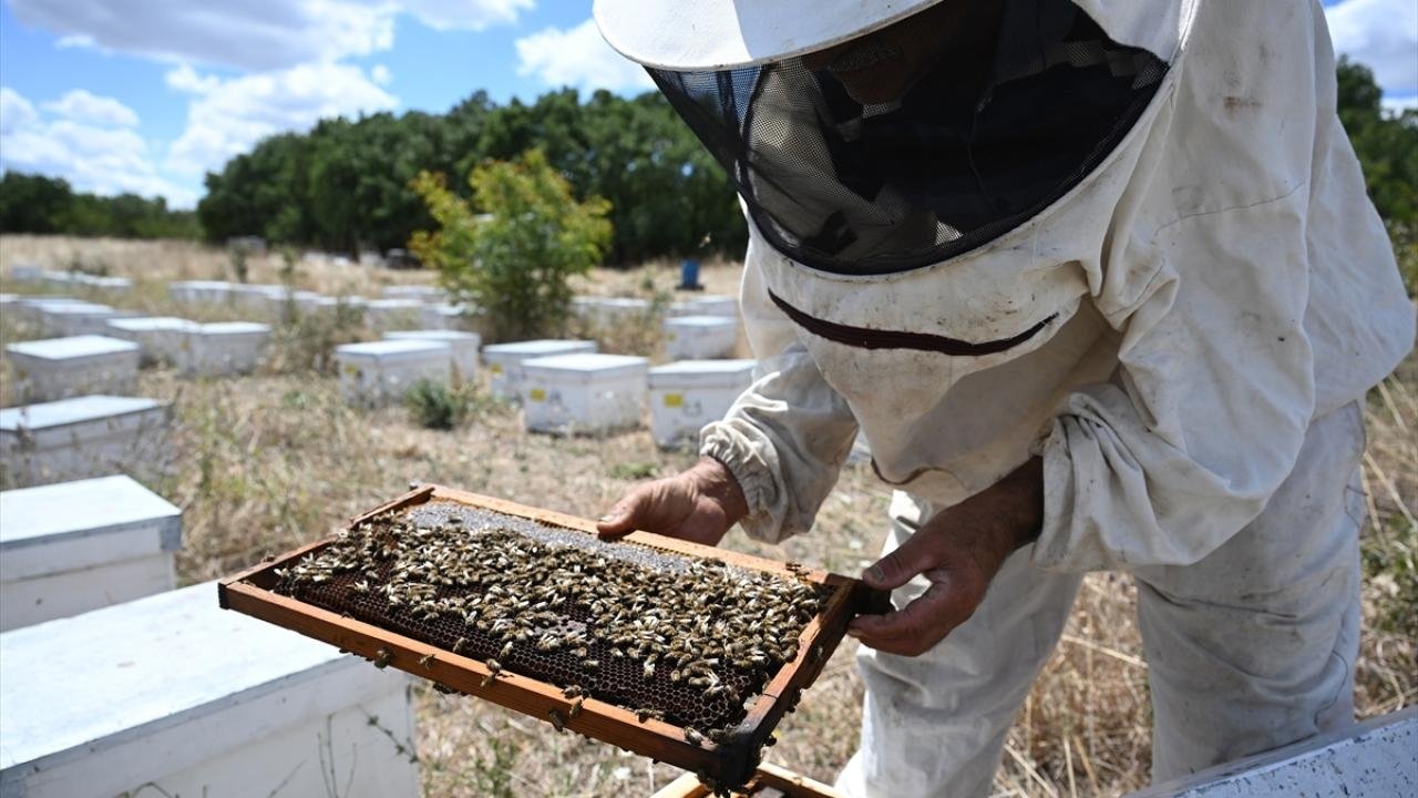 Traveler beekeepers could not find what they expected this season due to the extreme heat