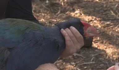 New Zealand detects H5 bird flu