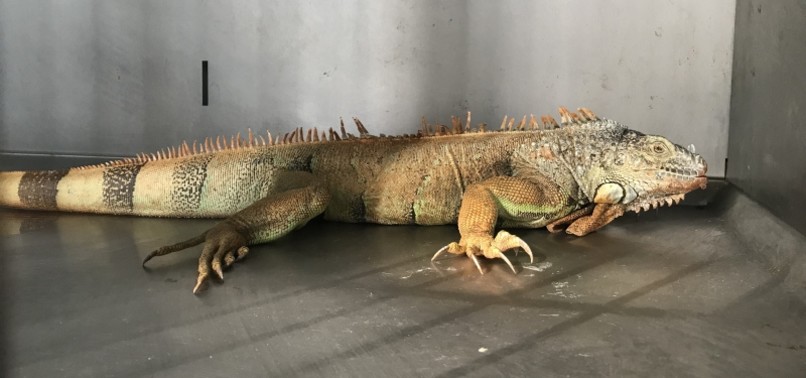 LOCALS FIND IGUANA ON STREETS OF TURKEY’S AEGEAN RESORT TOWN BODRUM