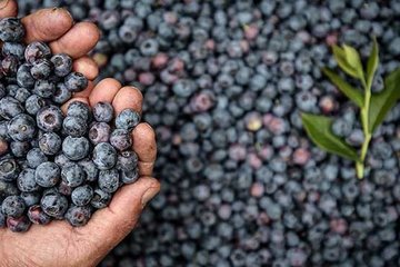 ’Kadınlar bu meyveye ilgi gösteriyor’