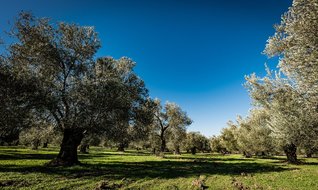 Zeytinliklere olan talep patladı