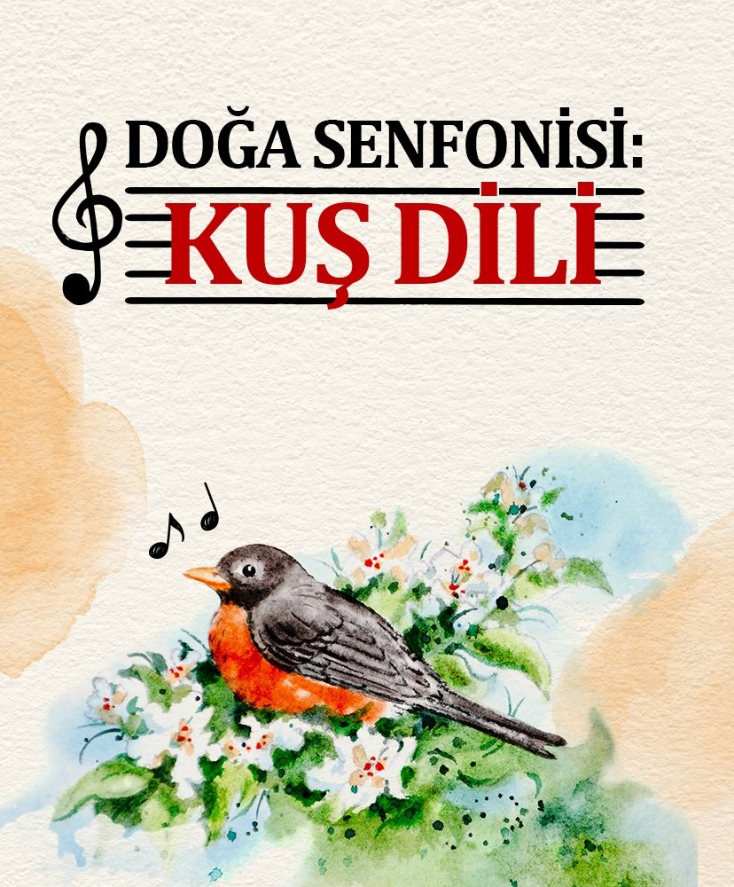 Doğa senfonisi: Kuş dili