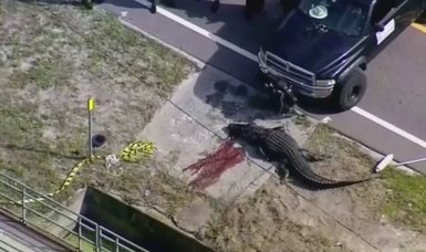 Alligator killed after Florida woman's body found in jaws