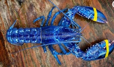 One in two million 'blue lobster' caught in Maine costs, US
