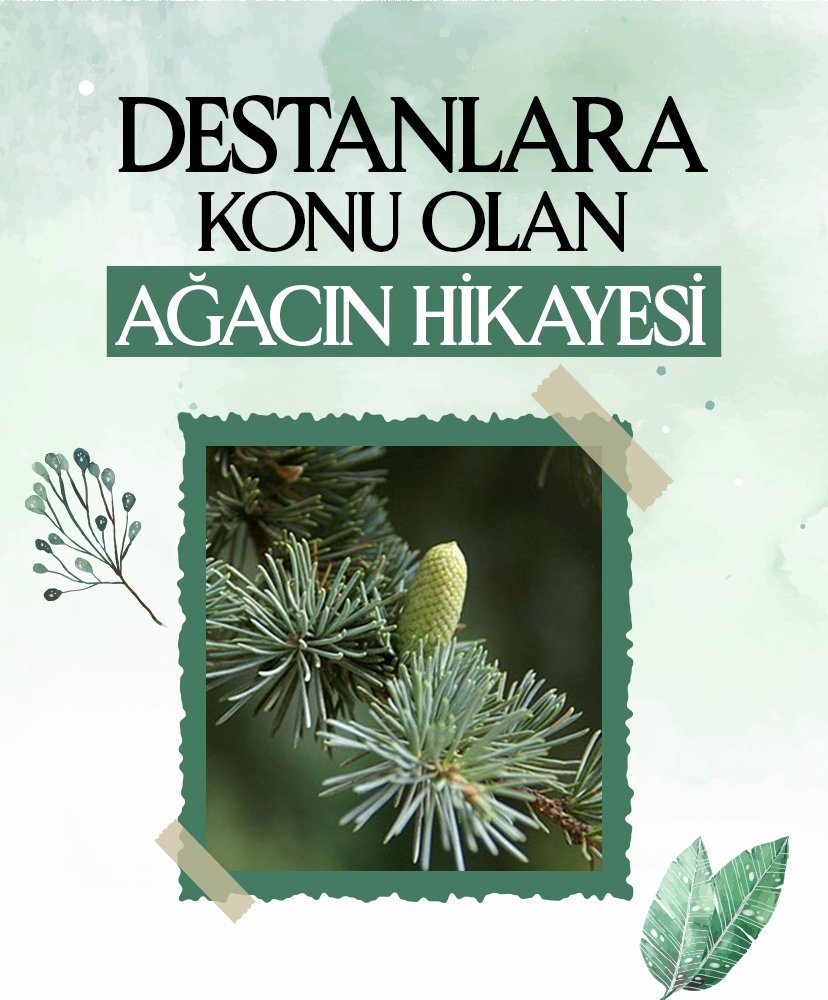 Destanlara konu olan ağacın hikayesi