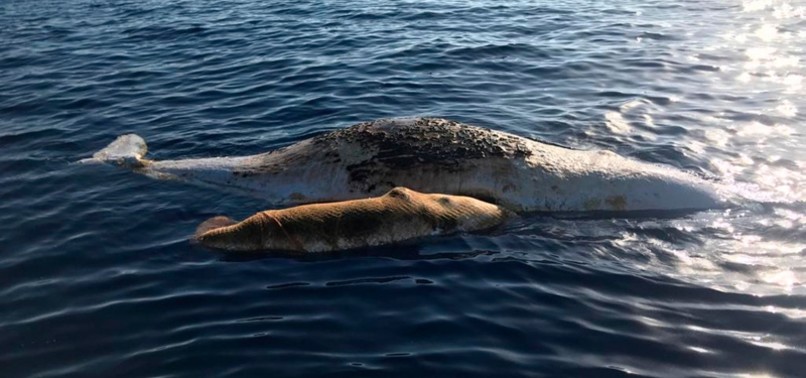 MOTHER SPERM WHALE AND BABY DEAD IN FISHING NET IN THE TYRRHENIAN SEA OFF ITALY