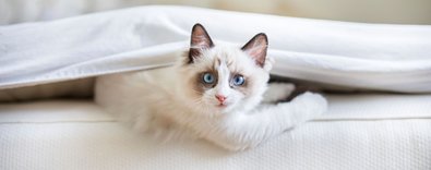 ahrefindexucretsizbayilikverenclasstkktLnktargetblankÜcretsizbayilikverenaveroyaltybedelitalepetmeyenyatakmarkaları