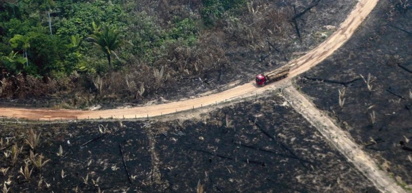 BRAZIL RESPONDS TO LESS THAN 3% OF DEFORESTATION ALERTS: STUDY