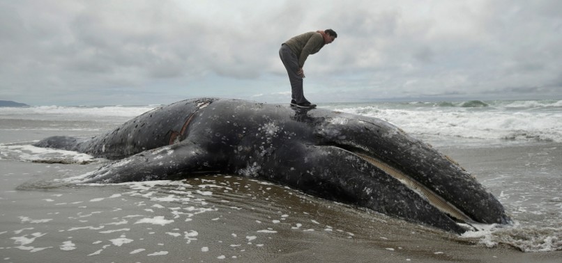 OFFICIALS ASK WASHINGTON STATE WATERFRONT OWNERS TO TAKE DEAD WHALES