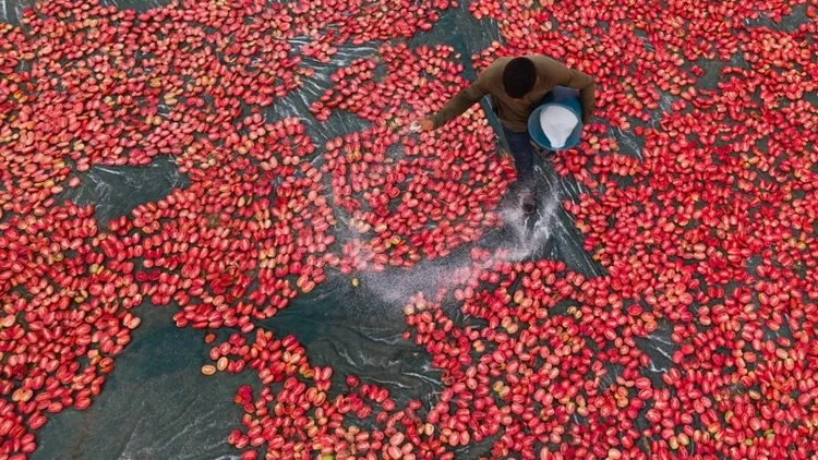 Dried tomato production expands in Malatya