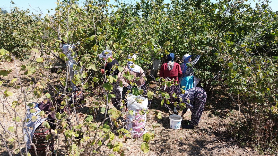 BAFRA OVASI’NDA FINDIK HASADINA DEVAM EDİLİYOR