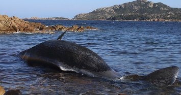 100 kilos of garbage found in dead sperm whale's stomach