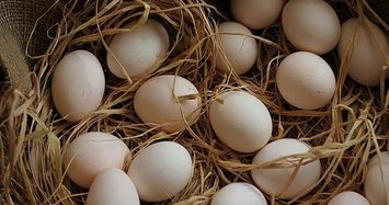 Iraqi ban on egg imports from Turkey backfires