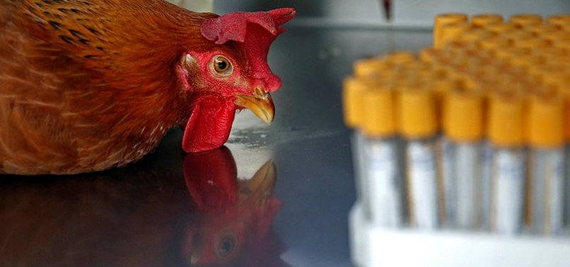 BRITAIN GOVERNMENT DECLARES BIRD FLU PREVENTION ZONE TO CURB WORST-EVER OUTBREAK