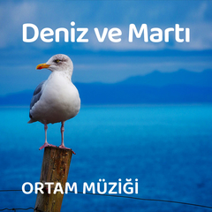 Deniz ve Martı Sesleri
