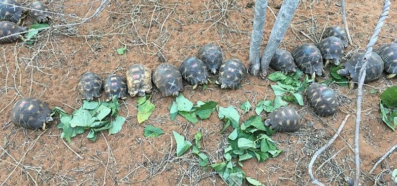 THOUSANDS OF RARE TORTOISES RESCUED FROM DEALERS IN MADAGASCAR