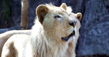 Rare white lions make first appearance in Turkish park