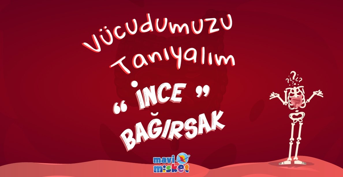 Vücudumuzu Tanıyalım: "İnce Bağırsak"