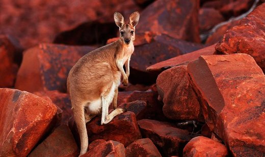 Researchers in Australia identify 3 new species of extinct kangaroos