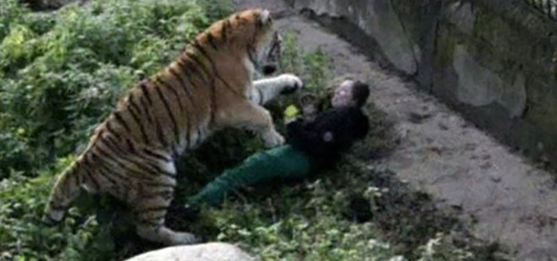 RUSSIAN ZOOKEEPER ATTACKED BY SIBERIAN TIGER, RECOVERING IN HOSPITAL