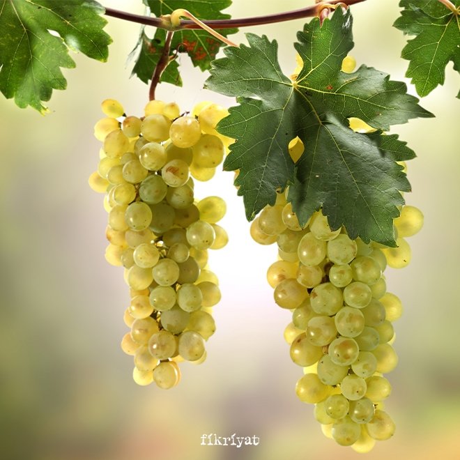 ÜZÜMÜN FAYDALARI