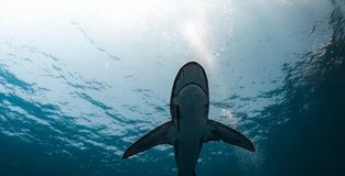 Woman from Switzerland dies after shark attack in Australia