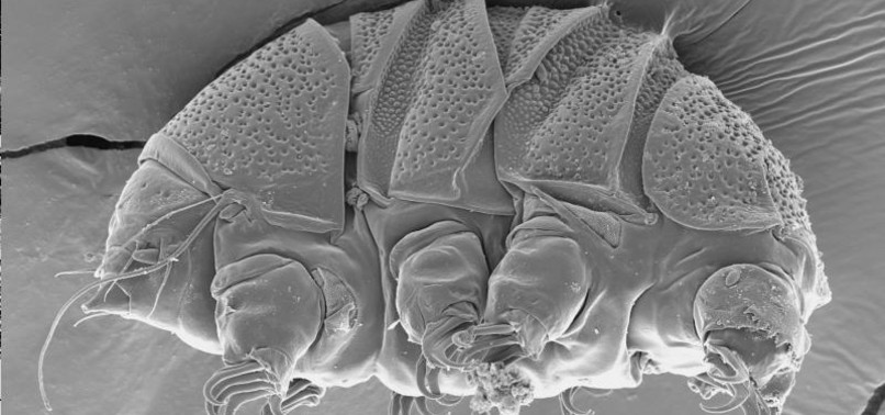 SCIENTISTS STUDY MICROSCOPIC WATER BEARS ABOUT SURVIVAL