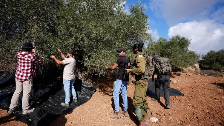 Genocidal Israeli forces intervened against Palestinians trying to harvest olives in the West Bank