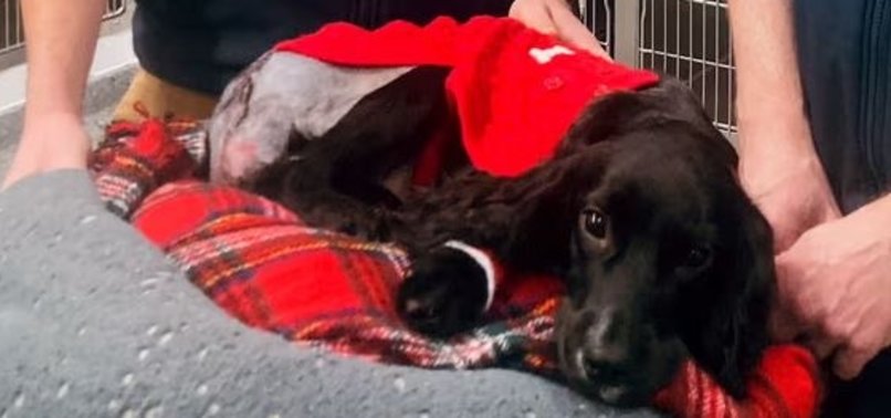 SIX-LEGGED DOG FOUND IN UK CAR PARK HAS HER EXTRA LIMBS REMOVED