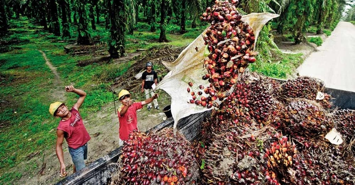 The production and export of palm oil in Malaysia are currently on the