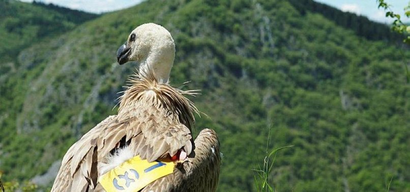 TURKISH CARGO MOVES ENDANGERED VULTURE TO SERBIA