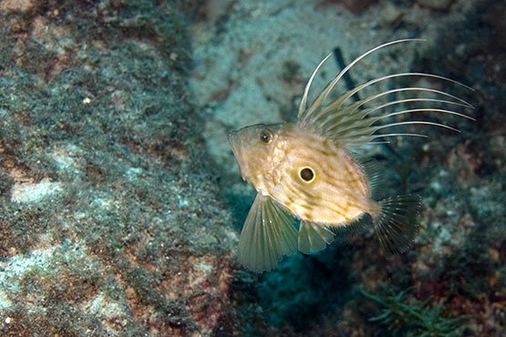 olumunu baligin gozlerinde goren adamin hikayesi dulger baliginin olumu fikriyat