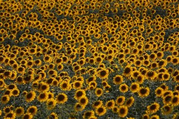 Çukurova’da ayçiçeği bereketi