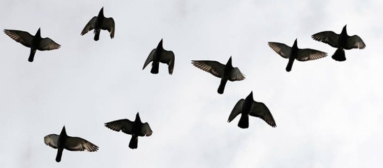 Endülüs düşünce ve edebiyatının öncüsü: Güvercin...