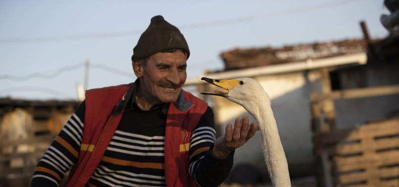 TURKISH MAN, SWAN HOLDING ON TO DECADES-OLD FRIENDSHIP