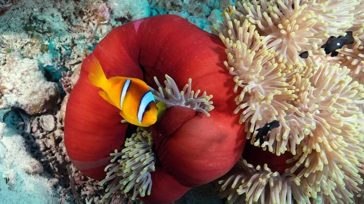 Colorful life in the depths of the Red Sea: Anemone City