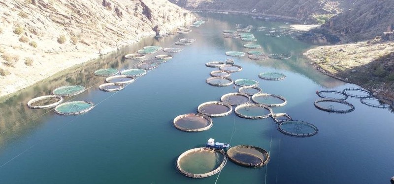 Elazığ's salmon, trout on menu in Europe, Far East