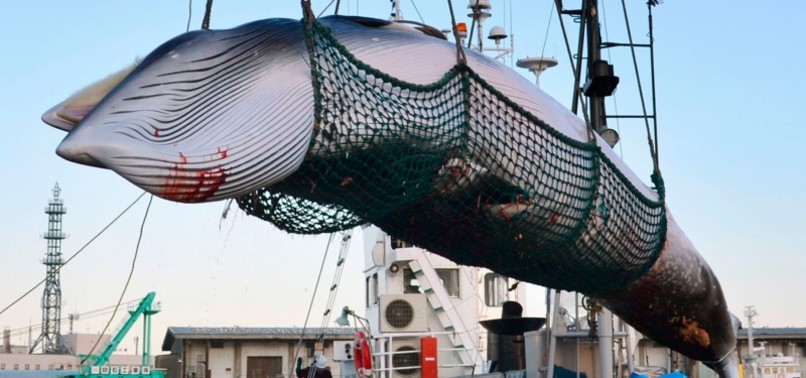 JAPAN MULLS WITHDRAWING FROM INTERNATIONAL WHALING COMMISSION TO RESUME COMMERCIAL HUNTING