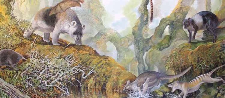 Papua Yeni Gine’de bulunan dev fosilin farklı bir kanguru türüne ait olduğu saptandı