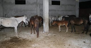 Adana’da şoke eden olay! Kesime hazır atlar...