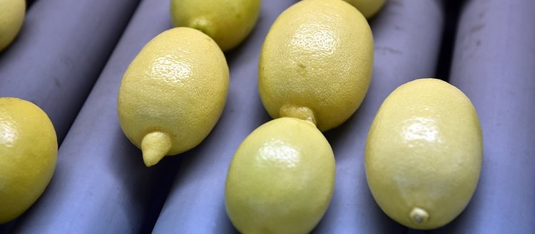 Rusya’ya bir ayda yapılan limon ihracatı 10 milyon doları aştı