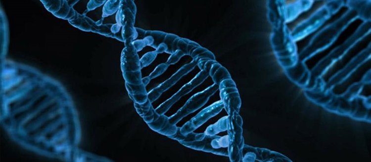 Tüketilen gıdanın DNA’ya ’net’ etkileri tespit edildi