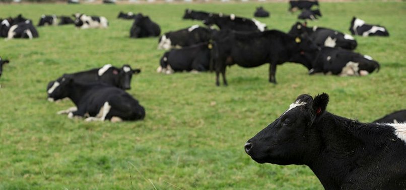 NEW ZEALAND TO KILL 150,000 COWS TO END BACTERIAL DISEASE